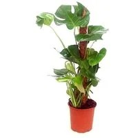Monstera