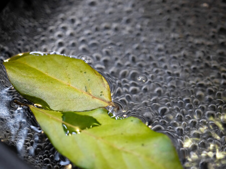 Hoja Laurel