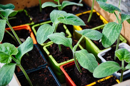 Vegetable Garden Gbd6c7365e 1280