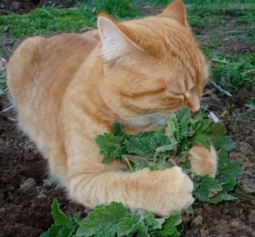 Catnip 250 semillas Nepeta cataria