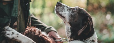 Bienestar animal sí, siempre y cuando no afecte a la caza: la nueva ley se termina plegando a la cinegética 