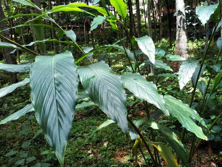 Planta