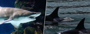 Los tiburones siempre fueron los cazadores más temidos del océano. En México, otro animal les está cazando a ellos