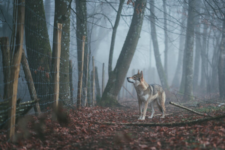 Lobo