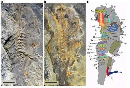 Tadpole Fossil Chart Png