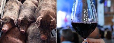 Vino contra cerdos: la DO Ribera del Duero denuncia la amenaza que suponen las macrogranjas para el sector