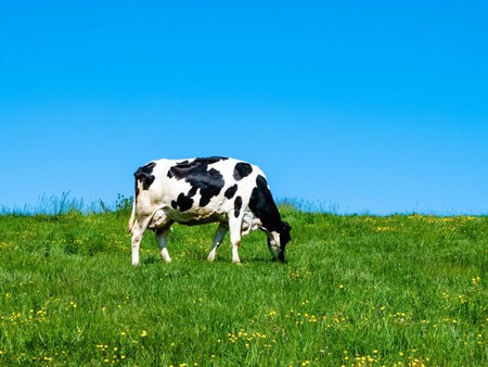 Vacas