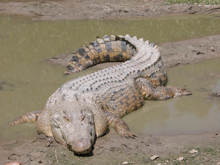 Saltwatercrocodile Maximo
