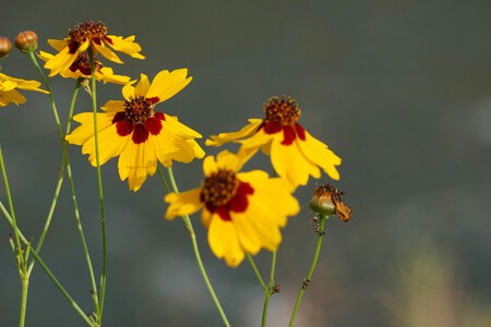 Pexels Cadis Ioan 2087170528 33351405