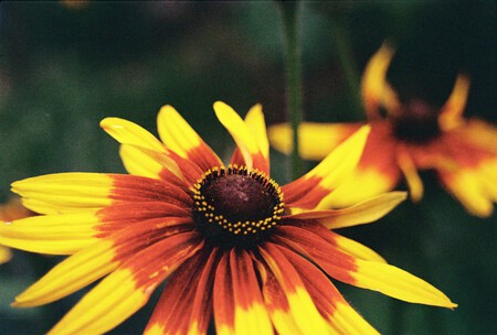 Pexels Stepkoanna 33337373