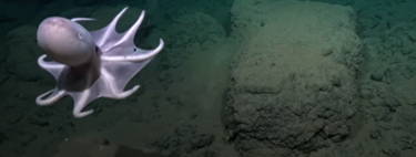 Seguimos encontrando nuevas y fascinantes especies de animales. La pregunta es cuántos nos quedan por descubrir 