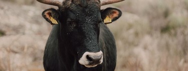 Domesticar el ganado ha sido terrible para el planeta. Portugal quiere restaurar la naturaleza reviviendo una vaca prehistórica
