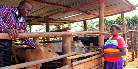 Ganado De Raza Jersey En Etiopia