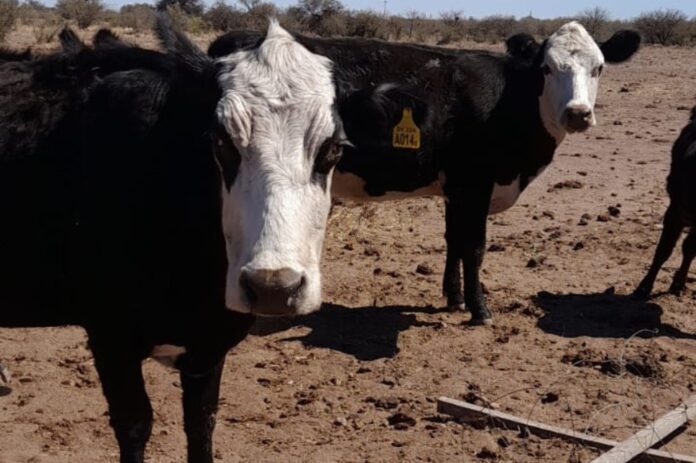 Por casos sospechosos de triquinosis, interdictaron animales en Deán Funes