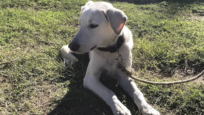 Jesús María esterilizó más de un centenar de mascotas