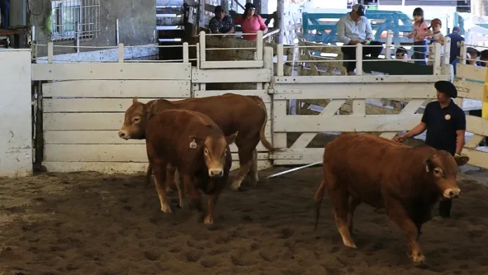 Sigue la baja generalizada de la hacienda en Jesús María