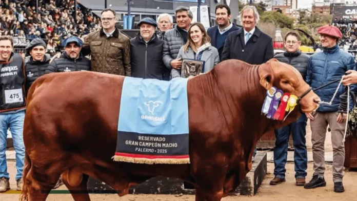 ¡272 millones de pesos por la mitad de un toro!