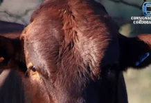 La raza Bonsmara se lucirá en la Sociedad Rural de Jesús María