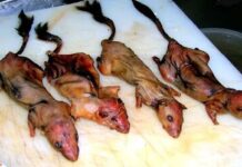 Aquí comer lirones es una tradición y, aunque está prohibido por la ley, a la mafia le encanta: no es Perú, es Italia