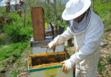 Bioagroindustria convoca a productores apícolas para elegir Consejo Asesor Apícola