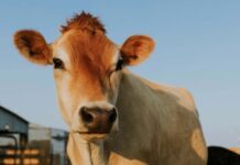 Las vacas de Nepal tienen un problema: dan poca leche. La solución está en las vacas de una isla a 8.000 kilómetros de distancia