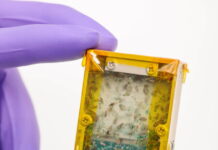 Los insectos llevan décadas viajando al espacio. Ahora la ESA estudia ponerlos en el plato de los astronautas