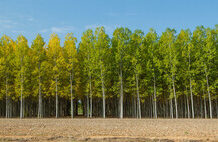 Parece una pieza única de Cartier, pero este reloj es un modelo de Casio súper elegante que puede ser tuyo por menos de 90 euros