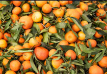 Bruselas reduce por segundo año la tasa adicional de inspección a los cítricos egipcios: del 30% en 2023 al 10% en 2025